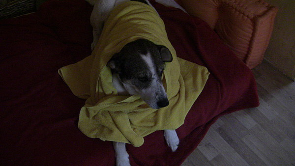 med_Es hat geregnet.JPG (600 x 338)